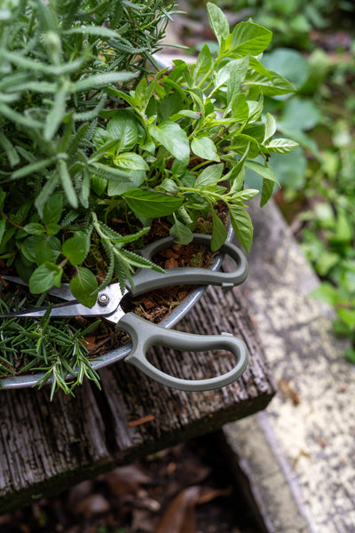 HUERTO de MESA- Huerto de hierbas Mesa Sana